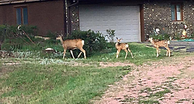 old photo of a doe with two fawns walking through my yard